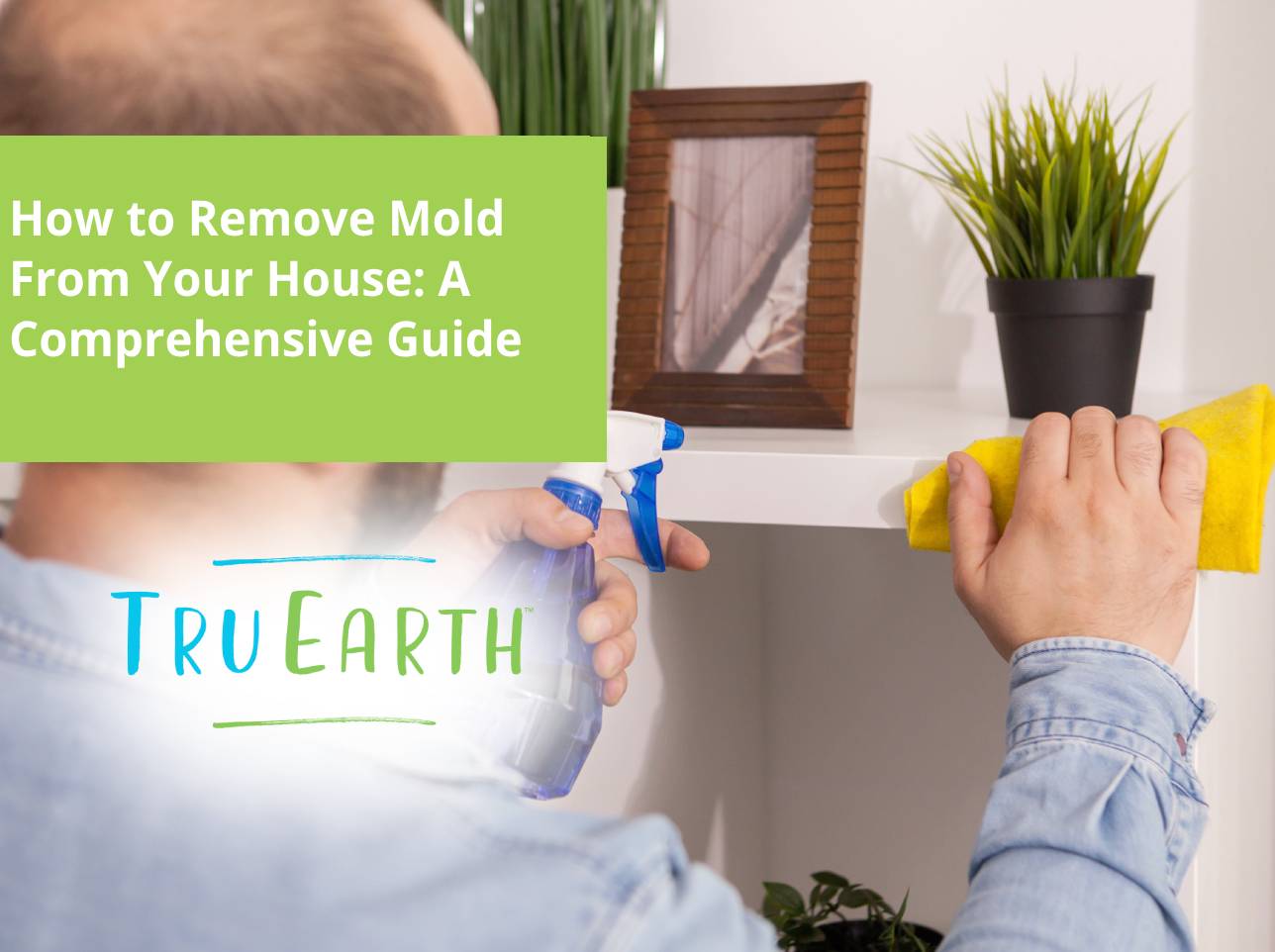 Mold Remediation
