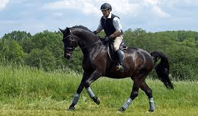 Mastering the Art of Horse Riding Commentary: A Comprehensive Guide
